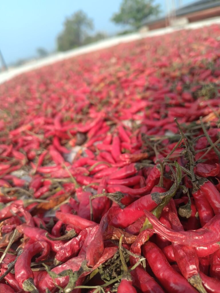 Chiles rojos secos extendidos sobre una superficie